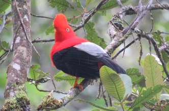 Manu National Park tour from Cusco