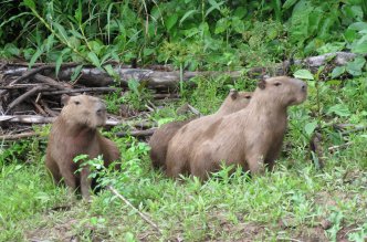 Manu National Park tour from Cusco
