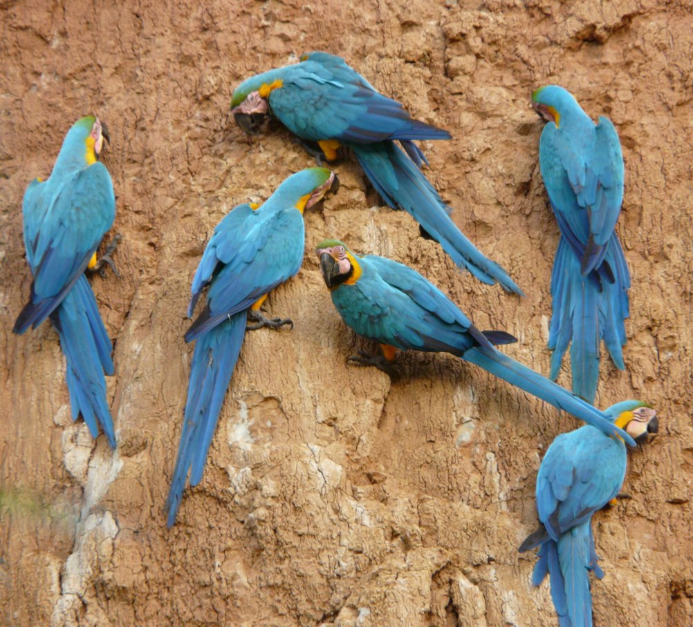 Manu National Park tour from Cusco